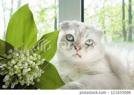 Beside a lovely bouquet of spring lilies of the valley, a gentle white Scottish cat basks in the warmth of the season, adding charm to the scene Beside a lovely bouquet of spring lilies of the valley, a gentle white Scottish cat basks in the warmth of the season, adding charm to the scene 121833096