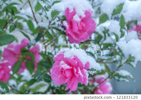 Sasanqua Sasanqua 121833120