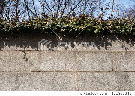 Concrete stone wall with vine plant on the top Concrete stone wall with vine plant on the top 121833315