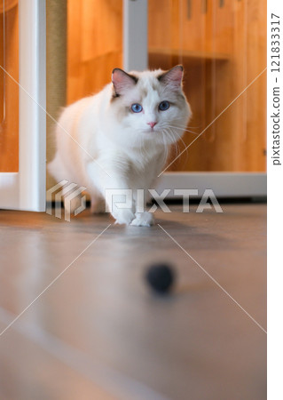 Cute Ragdoll cat playing with ball cat toy. 7 months old Cute Ragdoll cat playing with ball cat toy. 7 months old 121833317