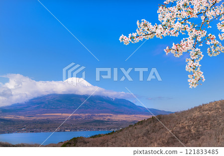 Mount Fuji in the New Year with cherry blossoms Mount Fuji in the New Year with cherry blossoms 121833485