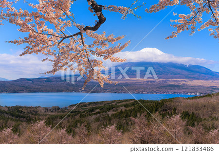 Mount Fuji in the New Year with cherry blossoms Mount Fuji in the New Year with cherry blossoms 121833486