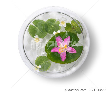 A glass aquarium with water lilies and aquatic plants. From above 121833535
