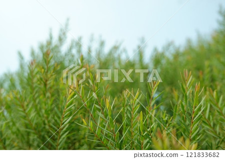 Melaleuca bracteata macro leaves small world 121833682