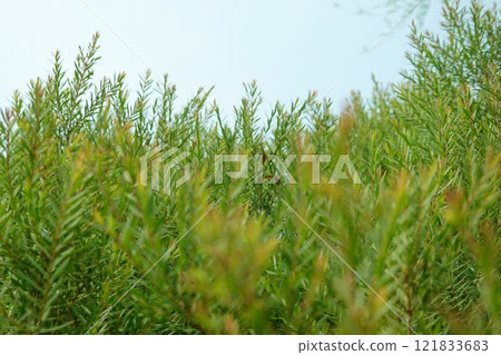 Melaleuca bracteata macro leaves small world Melaleuca bracteata macro leaves small world 121833683