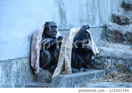 黑猩猩裹著毛巾取暖 121833784