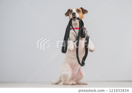 Jack Russell Terrier dog holding a leash and calling for a walk. Jack Russell Terrier dog holding a leash and calling for a walk. 121833834