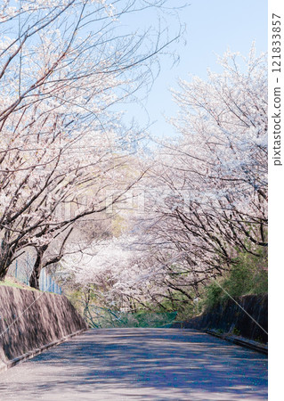 Cherry blossoms in full bloom 121833857