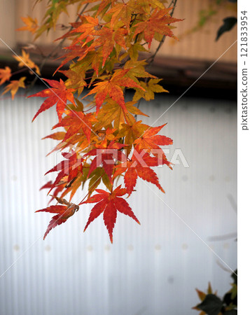 樹蔭下的楓樹開始變色(河邊的日本棕櫚樹的葉子開始變紅) 樹蔭下的楓樹開始變色(河邊的日本棕櫚樹的葉子開始變紅) 121833954