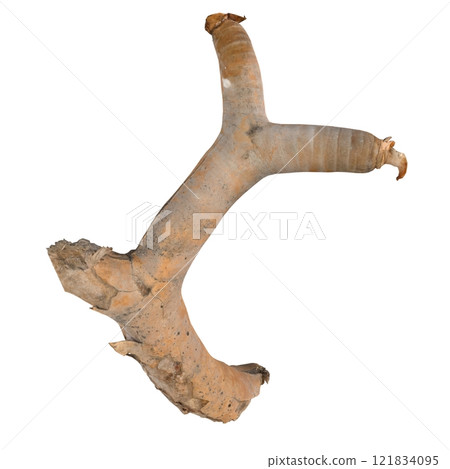 Gnarled tree root isolated on white for artistic display Gnarled tree root isolated on white for artistic display 121834095