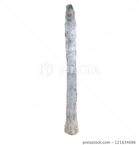 Unique natural driftwood stick isolated on white background for decoration Unique natural driftwood stick isolated on white background for decoration 121834096