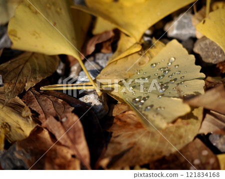 Morning dew on leaves bathed in sunlight filtering through the trees (yellow ginkgo leaves) 121834168
