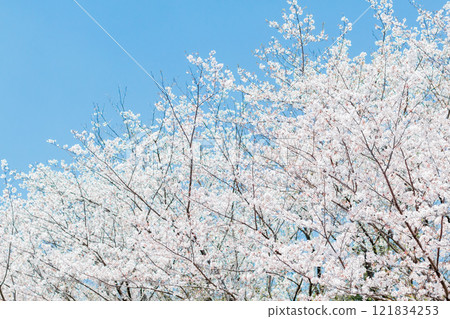 盛開的吉野櫻花樹和藍天 121834253