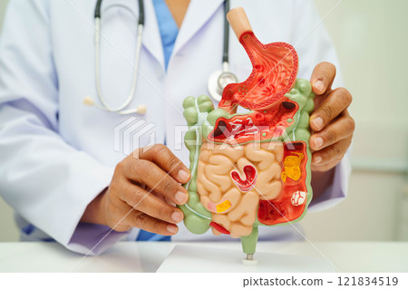 Digestive system with stomach and intestine, Asian doctor holding human anatomy model for study diagnosis and treatment in hospital. Digestive system with stomach and intestine, Asian doctor holding human anatomy model for study diagnosis and treatment in hospital. 121834519