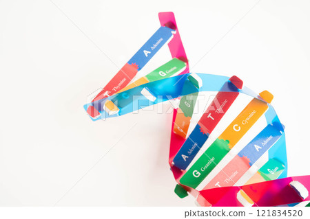 DNA molecule spiral structure model isolated on white background, chromosome and gene chemical science biology. DNA molecule spiral structure model isolated on white background, chromosome and gene chemical science biology. 121834520