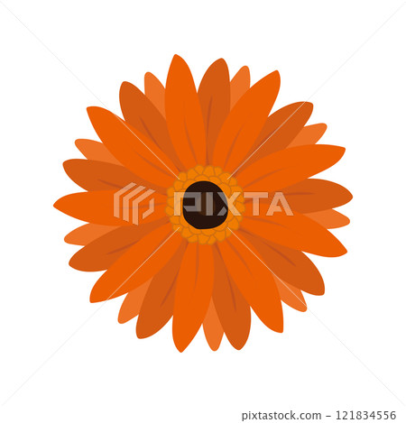 橙色非洲菊花卉 橙色非洲菊花卉 121834556