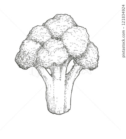 西蘭花的手繪插圖 121834924