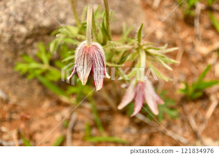 Pulsatilla nigra growing wild on Hiraodai 121834976