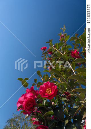 複製山茶花和藍天空間 121835275