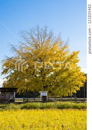 小港鐵道上作久保站的大銀杏樹 小港鐵道上作久保站的大銀杏樹 121835483