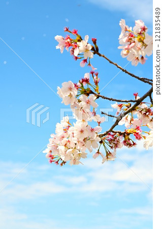Sakura that shines in the blue sky Sakura that shines in the blue sky 121835489