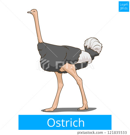 Ostrich learn birds educational game vector 121835533