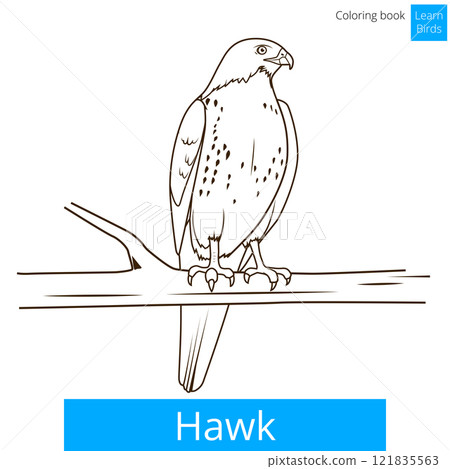 Hawk bird learn birds coloring book vector Hawk bird learn birds coloring book vector 121835563