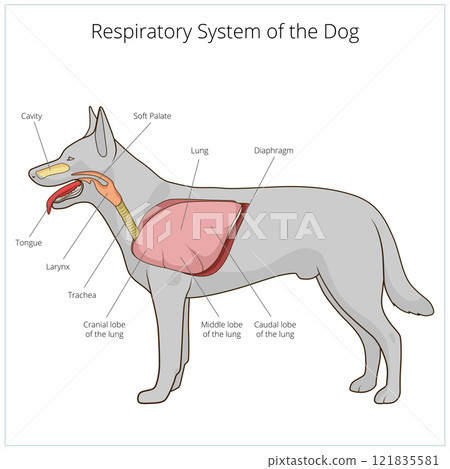 Respiratory system of the dog vector illustration Respiratory system of the dog vector illustration 121835581