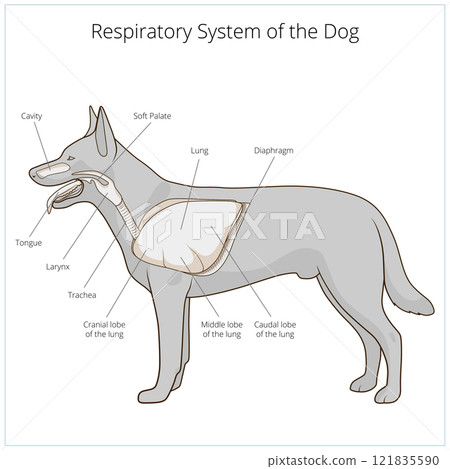 Respiratory system of the dog vector illustration Respiratory system of the dog vector illustration 121835590
