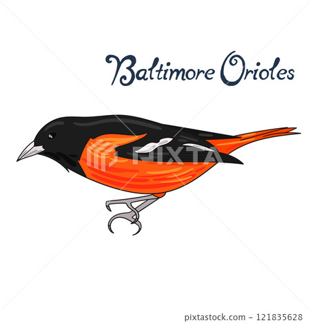Bird baltimore orioles vector illustration 121835628