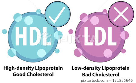 Understanding HDL and LDL Cholesterol 121835646