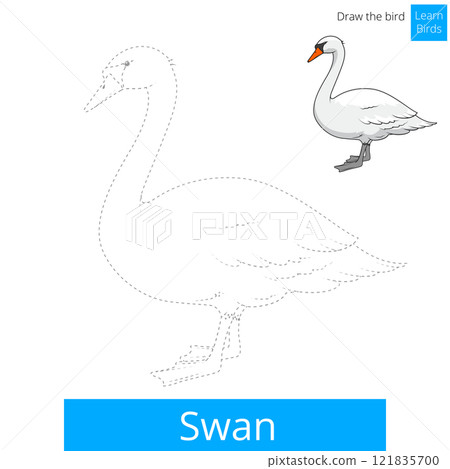 Swan bird learn to draw vector Swan bird learn to draw vector 121835700
