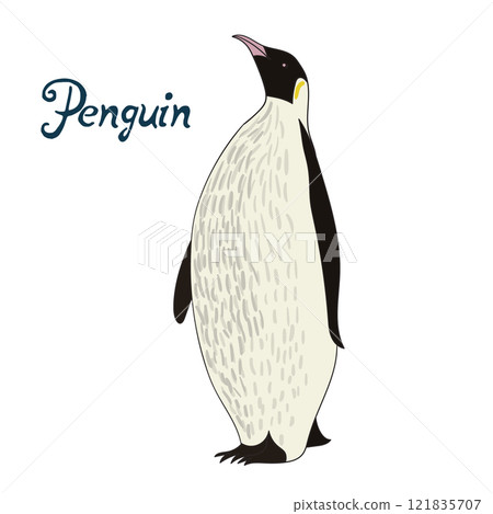 Bird penguin vector illustration 121835707