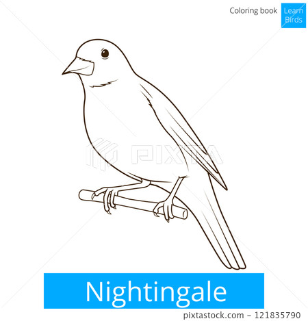 Nightingale learn birds coloring book vector 121835790