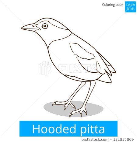 Hooded pitta bird learn birds coloring book vector Hooded pitta bird learn birds coloring book vector 121835809