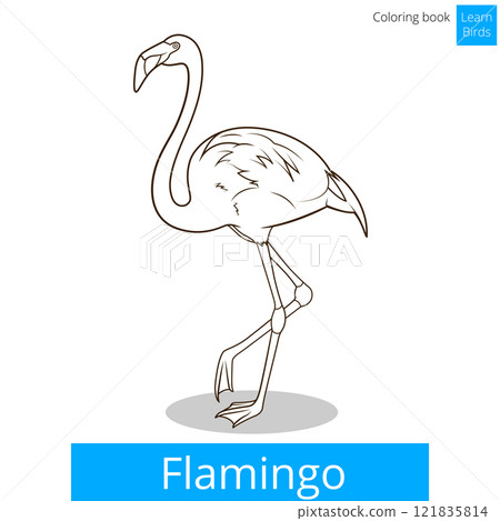 Flamingo learn birds coloring book vector 121835814