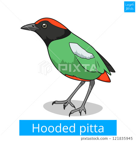 Hooded pitta learn birds educational game vector 121835945