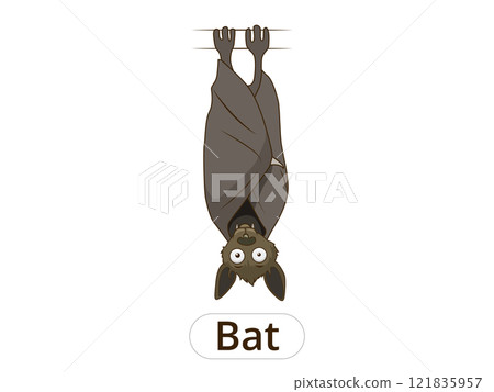 Forest animal bat cartoon vector illustration 121835957
