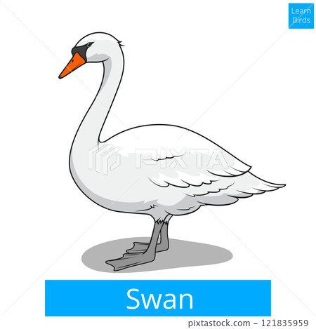 Swan learn birds educational game vector Swan learn birds educational game vector 121835959