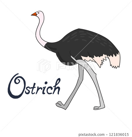 Bird ostrich vector illustration Bird ostrich vector illustration 121836015