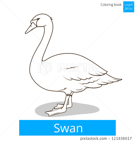 Swan learn birds coloring book vector Swan learn birds coloring book vector 121836017