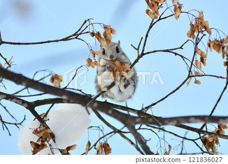 A Siberian flying squirrel sits on a maple branch and eats seeds during the day in a park in Hokkaido A Siberian flying squirrel sits on a maple branch and eats seeds during the day in a park in Hokkaido 121836027