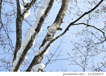 北海道一個公園裡，蝦夷鼯鼠白天在樹林間飛翔 121836037