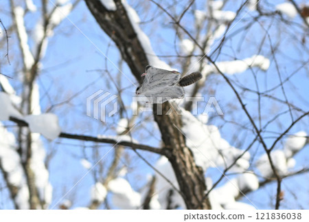 A Siberian flying squirrel flies between the trees during the day in a park in Hokkaido A Siberian flying squirrel flies between the trees during the day in a park in Hokkaido 121836038