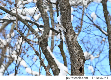 北海道一個公園裡，蝦夷鼯鼠白天在樹林間飛翔 121836041