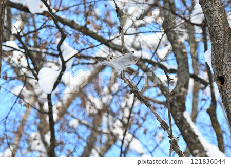 A Siberian flying squirrel flies between the trees during the day in a park in Hokkaido 121836044