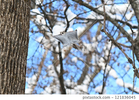 A Siberian flying squirrel flies between the trees during the day in a park in Hokkaido 121836045