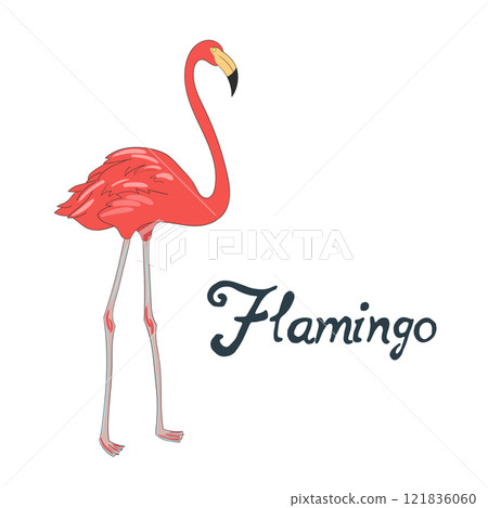 Bird flamingo vector illustration 121836060