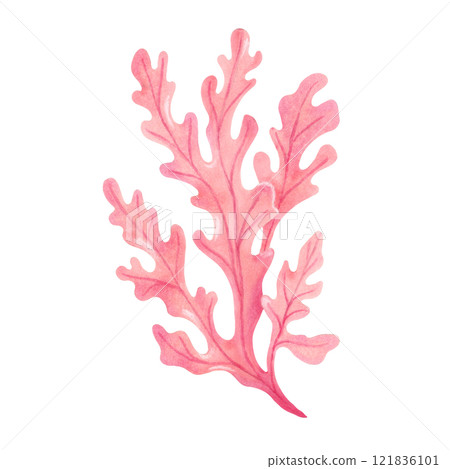 Pink underwater seaweed branch. Watercolor and marker illustration. Hand drawn isolated art. Marine botanical kelp clipart. Natural form of marine flora. Suitable for ecology, health, travel themes. 121836101