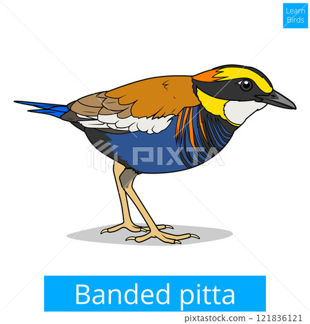 Banded pitta learn birds educational game vector 121836121